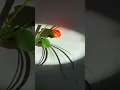 Download Lagu Alma of flowers #flowerart #flowerdesign #flowerdecoration #alma