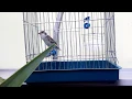 Download Lagu Serbian canary (Slavujar) singing waterslager canary song!