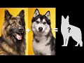 Top 10 German Shepherd Mix Breed Dog You Don t Know About