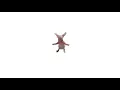 bingus dance