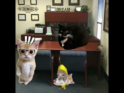 Baby Banana Cat cares Elgatito & Cries for help School Day 😿🏠