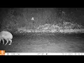 Wagging tail fox behaviour