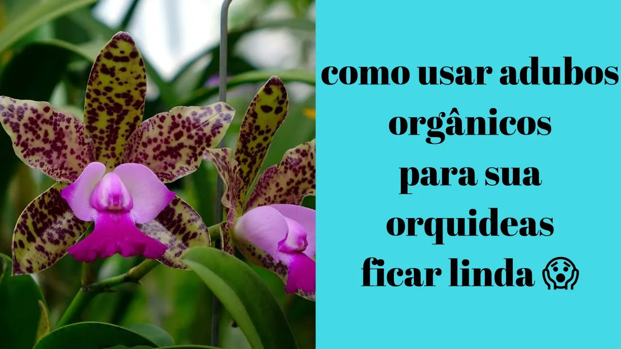 ADUBO ORGÂNICO PARA ORQUIDEAS