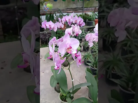 Most beautiful Orchid #shorts