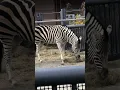 A Zebra eating hay