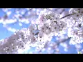 Springtime at UMD
