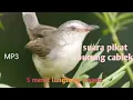 Download Lagu Suara pikat burung ciblek