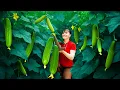 Download Lagu Harvesting Cucumbers from the Farm and Selling at the Market | Phuong Harvest Life