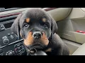 Rottweiler puppy coming home 98