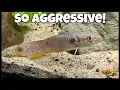 Live Fish Unboxing AGGRESSIVE Purple Wolf Fish