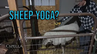 Cece the Sheep Does a Yoga-like Stretch 14-NOV-2025 Capella Ranch Vlog Friday Morning Chores