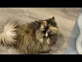 Cutest Persian Tortie Cat bosses me around