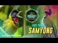 Download Lagu MASTERAN BURUNG SAMYONG SUARA TEKNO PALING UNIK #masteranburung #samyong #samyonggacor #muraibatu