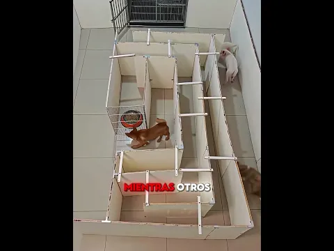 El perro blanco ganó el laberinto 🐶