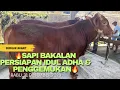Lagu 🔥SAPI BAKALAN PERSIAPAN IDUL ADHA DAN PENGGEMUKAN🔥‼️‼️