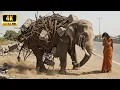 Lagu Heroic Animal Rescue: Saving an Elephant Trapped in Steel Wires and Concrete