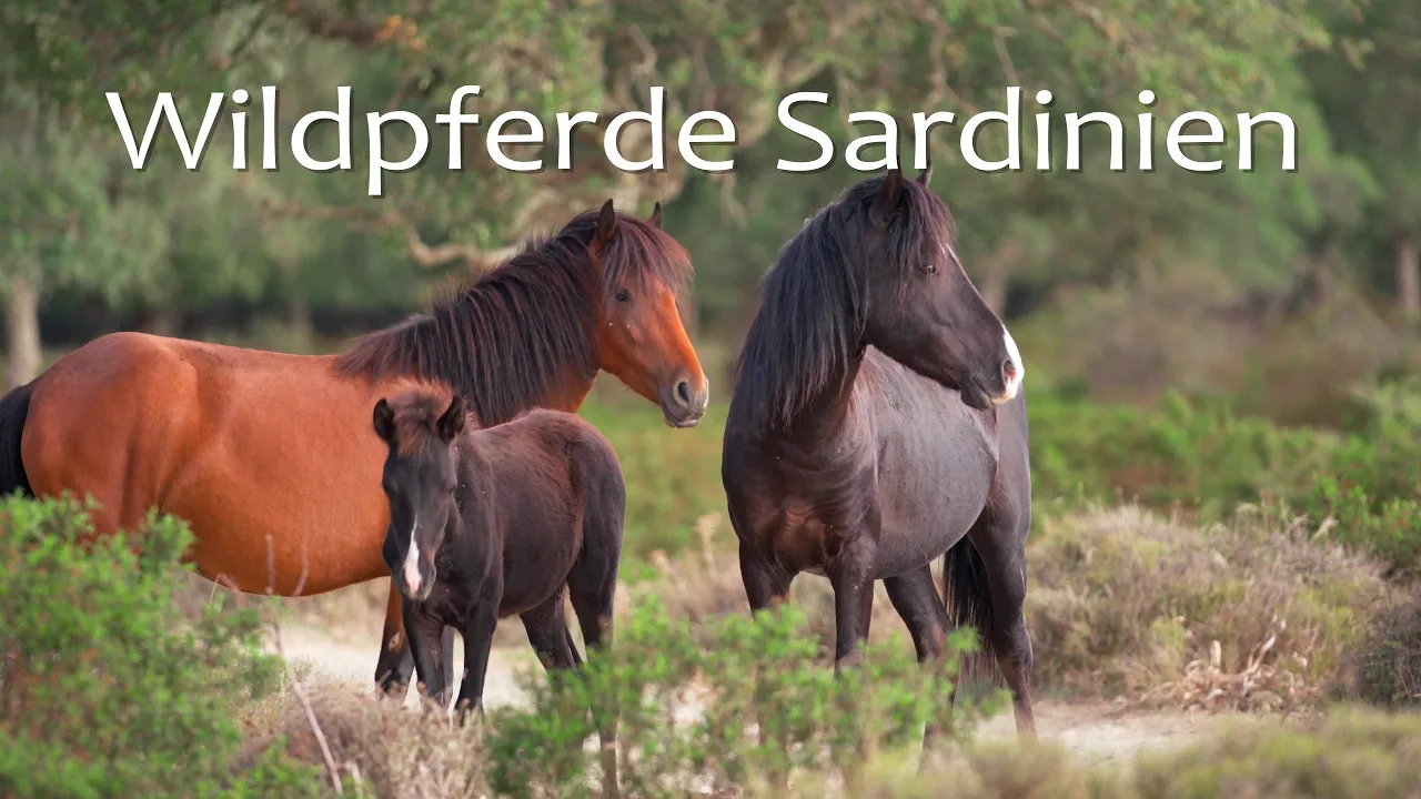 DIE WILDPFERDE VON SARDINIEN 🐎 Tierfilm | Dokumentation | Pferdefilm