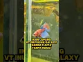 Lagu Pembuktian ikan cupang VT inuyasha harga jutaan bukan #fishkinian #ikancupang #cupanghias #bettafish