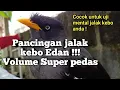 Lagu pancingan jalak kebo || uji mental jalak kebo anda dengan suara jalak kebo satu ini