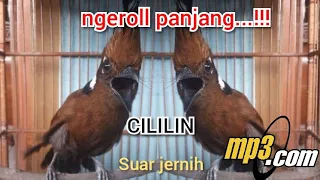 Download Cililin ngerol TERPANJANG suara jernih / MASTERAN JUARA MP3