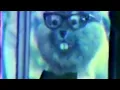 Willie Wabbit newscast EARLY CREATIVE ENGINEERING ANIMATRONIC 1970s high quallity