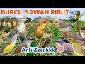 Download Lagu Mp3 Suara Pikat Burung Kecil Sawah Ribut Ampuh ‼️ Untuk Area Pesawahan dan sekitarnya