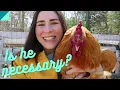 Can chickens lay eggs without a rooster