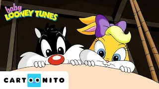 From Stage Fright to Superstar 🎬| Baby Looney Tunes | Cartoonito