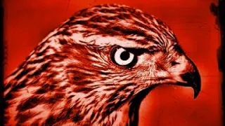 لإخافة طائر الوروار وابعاده عن النحل 