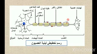 الدعامة الخلوية للرسالة العصبية وطبيعتها 