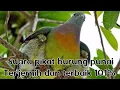 Download Lagu Suara pikat burung punai terbaru 2021 Audio sudah di edit jernih 101%