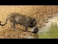 Tortoise Uses Its Shell To Protect From Jaguar