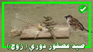 صيد عصفور دوري زوج 