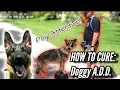 German Shepherd Won t Pay Attention How to Cure Dog with Attention Deficit Disorder or A D D