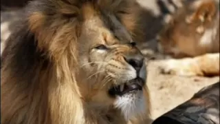 Top 5 Most Terrifying Animal Sounds 