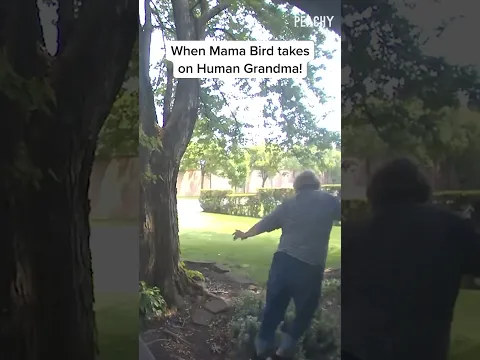 Grandma didn't see that coming! 😂 #bird #grandma #fail #relatable #shorts