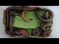 Download Lagu Hunter Catches Brown African Giant Millipedes In The Middle Forest