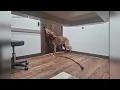 Checking in with the survivors of Mat-Su animal cruelty case