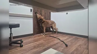 Checking in with the survivors of Mat-Su animal cruelty case