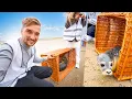 Download Lagu ONZE GEADOPTEERDE ZEEHOND VRIJLATEN OP HET STRAND!🦭