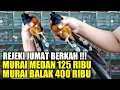 Download Lagu REJEKI SIANG INI ! NEMU MURAI MEDAN 125 RIBU MURAI BALAK 400 RIBU HARI INI DIKIOS PASAR PRAMUKA