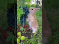 Download Lagu Klein konijntje eet sappige druiven Leuk huisdierdebuutplan Konijn Landelijk schattig huisdier