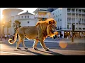 Am Kelavi Yakum – עם כלביא יקום - Rise Like Lions | Official Music Video