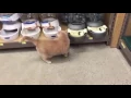 Chance checking out his surroundings at Petsense