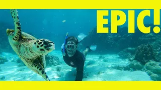 AMAZING animal encounters on Lady Musgrave Island. (Learning By Doing Ep205)