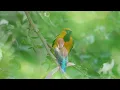 💫 Relax with Birdsong and Calming Piano Music: Perfect for Study, Sleep, and Meditation ☘️🌷🎼