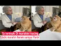 Lagu Asli lihat ini Ngakak! Ga terima di Marahin kucing Balik Marah sampai Debat dengan Nenek/kompilasi
