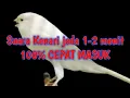 Download Lagu Terapi Masteran Murai batu. Suara burung Kenari Jeda 1-2 menit 💯 % Cepat masuk.
