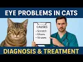 Cat Eye Discharge Infection Causes Signs and Treatments