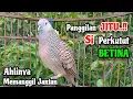 Download Lagu Panggilan JITU‼️Suara Perkutut Betina Memanggil Jantan || The female turtle dove calls the male